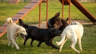 Votre chien reste dans son coin ? Voici quelques astuces pour l'aider à se faire des amis