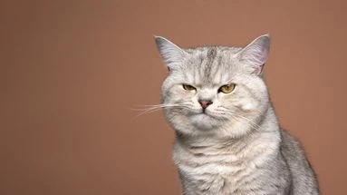 L'interminable périple du chat Mittens, oublié dans la soute de l'avion