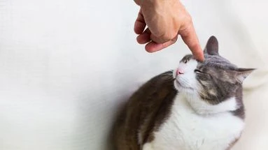 Ces trois erreurs à ne pas faire en voulant punir votre chat après une bêtise