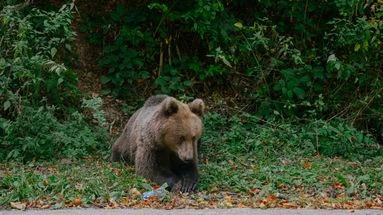 Des attaques d'ours présumées font deux morts au Japon