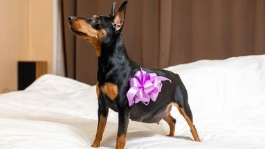 Ces signes qui montrent que votre chienne est prête à faire une portée