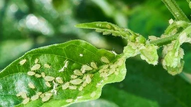 Ces solutions naturelles vont vous aider à débarraser votre jardin et votre potager d'une invasion de pucerons