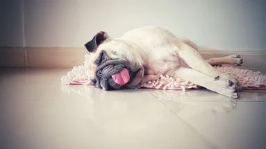 Ces conseils vont aider votre chat ou votre chien à supporter la chaleur