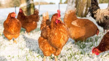 Les bruits de la ferme de mon voisin sont insupportables, quels sont mes recours ? Le 13H à vos côtés