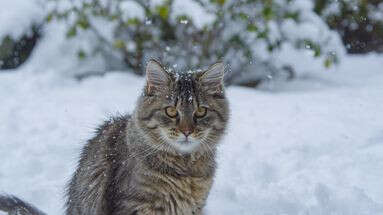 Chats errants : comment les aider à survivre à l'hiver ?