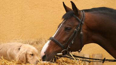 Comment faire cohabiter un chien et un cheval sans souci ?