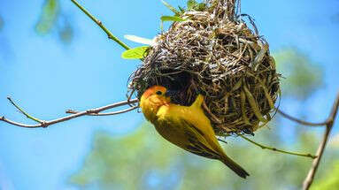 Ces astuces pour protéger les nids d'oiseaux dans son jardin et tenir les prédateurs à l'écart