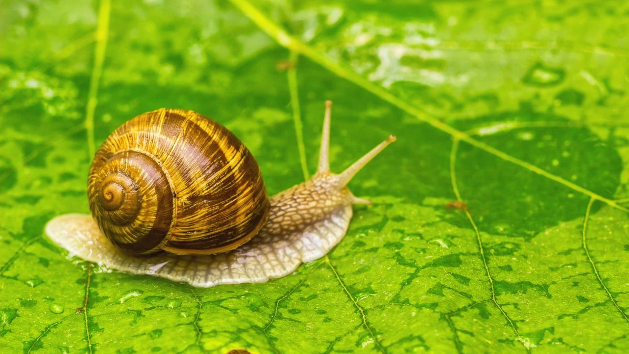 VIDÉO - Opération escargots : pourquoi les Français sont appelés à les prendre en photo