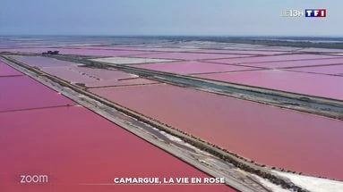 Zoom : Camargue, la vie en rose