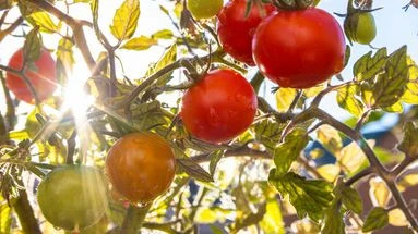 Canicule : voici la tâche de jardinage à reporter absolument après la vague de chaleur si vous recherchez un jardin luxuriant