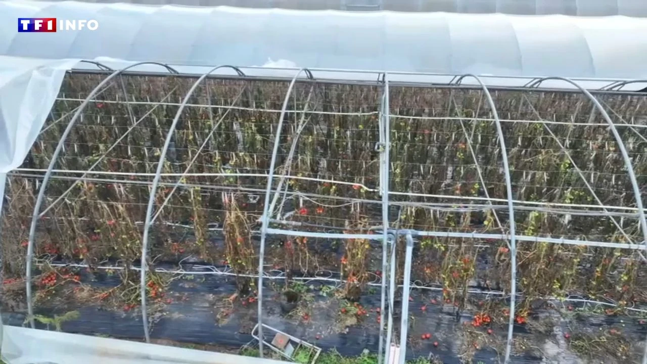 Tempête Ciaran : un mois et demi après, les agriculteurs attendent toujours les aides de l'État