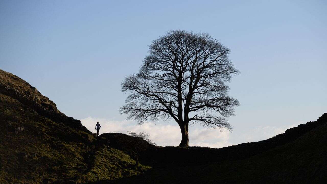 L'un des arbres les plus célèbres du Royaume-Uni abattu en pleine nuit dans un acte de vandalisme