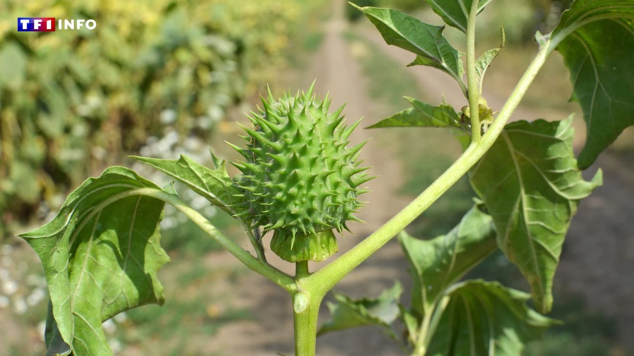 Qu’est-ce-que l’herbe du diable, cette plante potentiellement mortelle ?