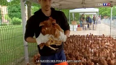 Le succès des poules anti-gaspi