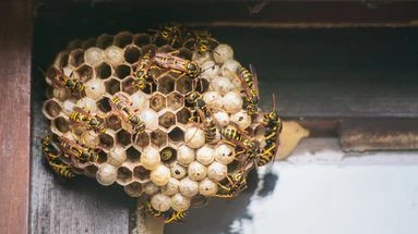 J'ai découvert un nid de guêpes ou d'abeilles dans mon jardin : ces gestes que vous devez faire et ceux à bannir absolument