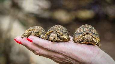 Comment bien s'occuper des bébés tortues de terre ?