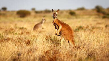 Australie : des squelettes de kangourous préhistoriques géants découverts