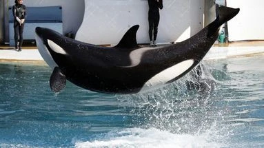 Marineland : retour à la case Espagne pour les deux orques ?