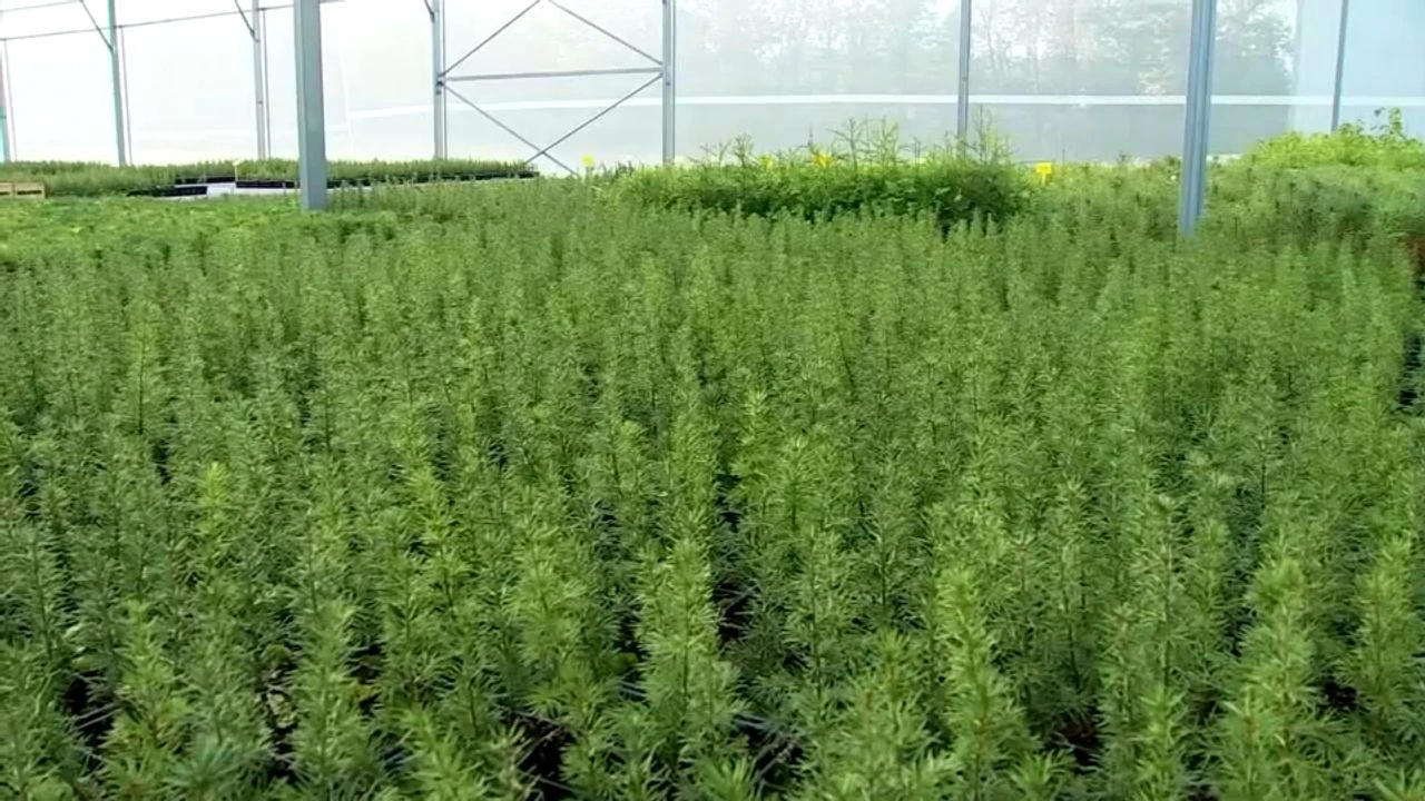 Dans le Haut-Rhin, les forestiers préparent la forêt des futures générations