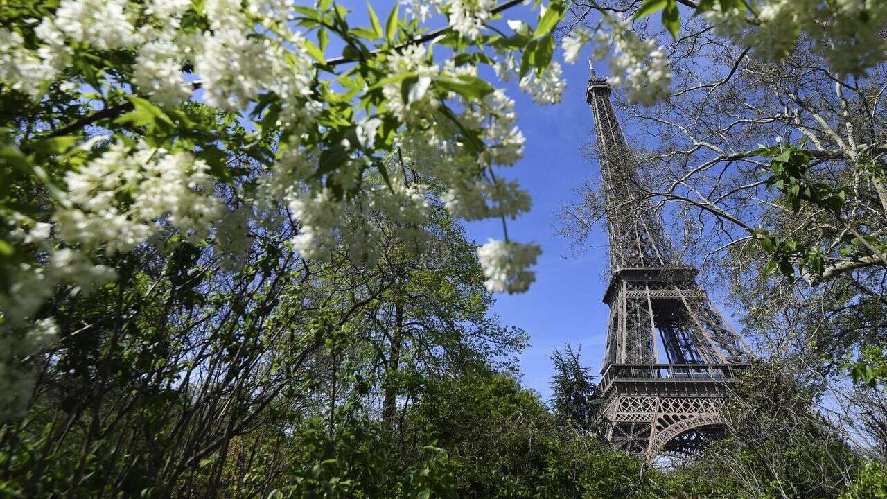 25.000 arbres plantés à Paris en seulement six mois ? Un chiffre à nuancer