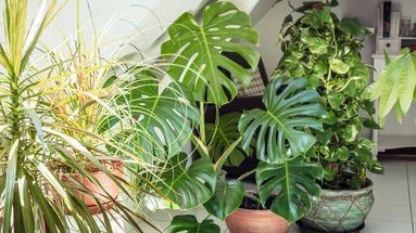 Mes plantes peuvent-elles survivre si je ferme les volets pendant mes vacances ?