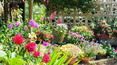 Ces plantes demandent beaucoup d'attention... et même les jardiniers ne les recommandent pas