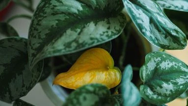 Ces signaux que vos plantes vous envoient pour vous faire comprendre qu’elles vont mal