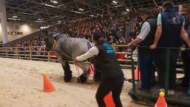 VIDÉO - Salon de l'agriculture : puissants et écologiques, les chevaux champions de la traction