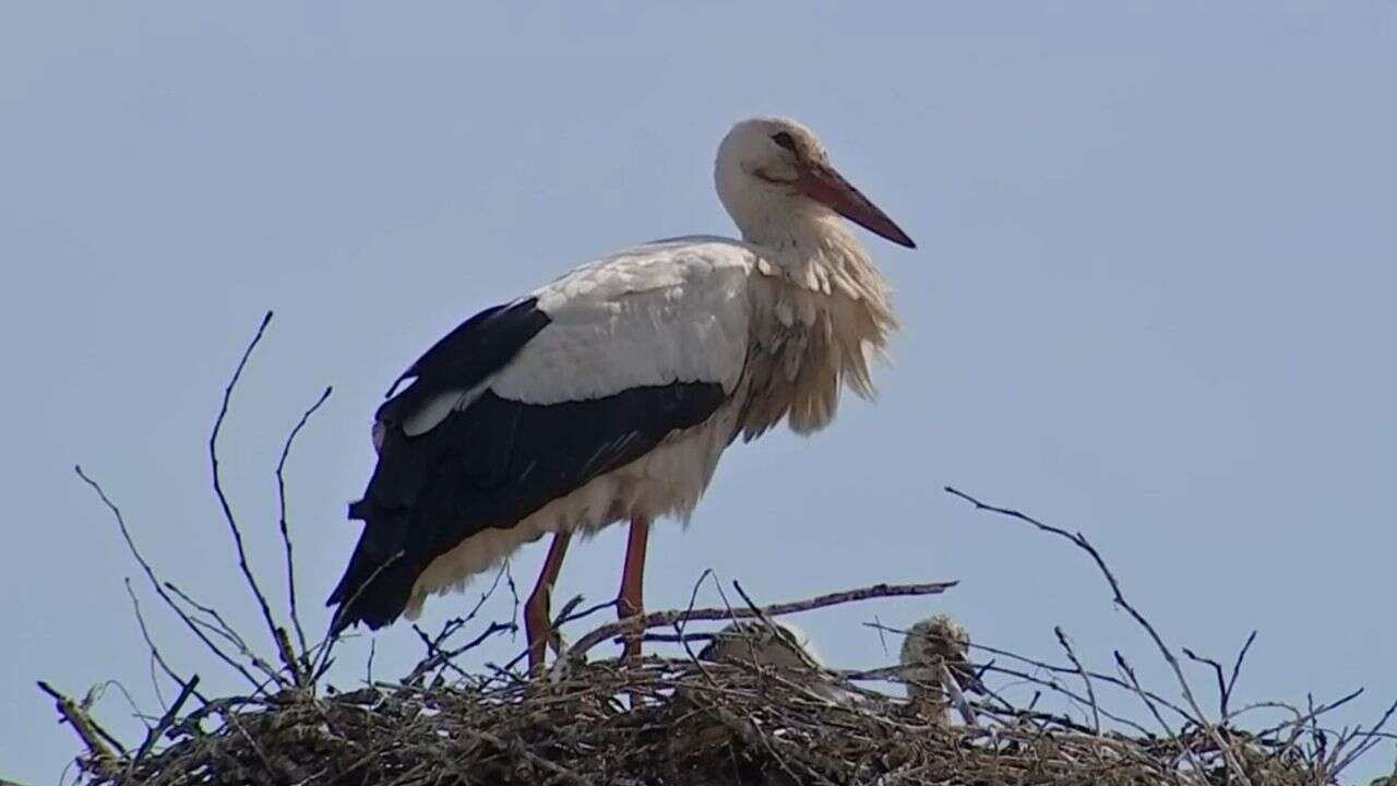 REPORTAGE - Près d'un mètre de haut et plus d'une tonne : les nids de cigogne sont-ils dangereux ?