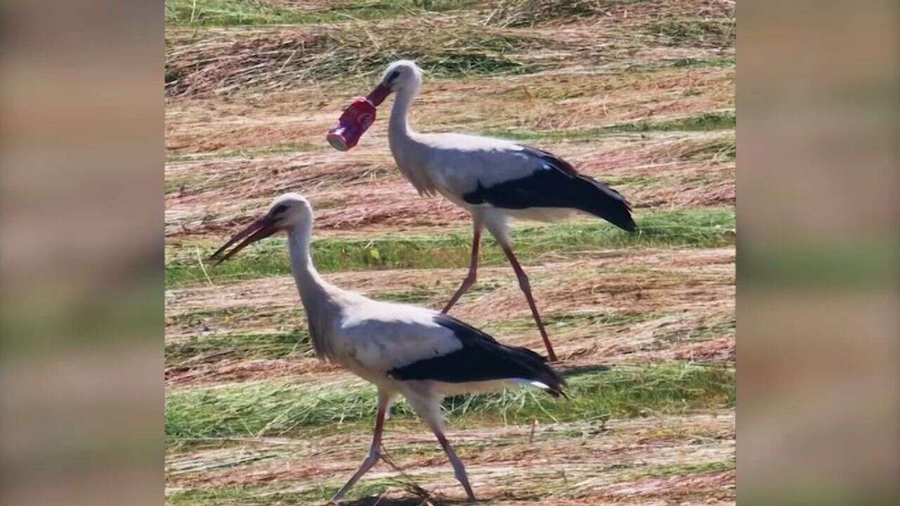 La cigogne au bec coincé dans une canette de Coca n'a finalement pas survécu