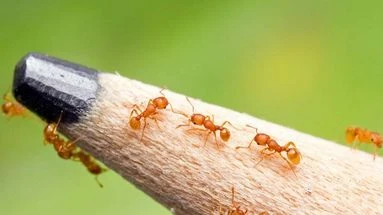 Cette espèce invasive de fourmis qui s'installe en France est un danger pour la biodiversité