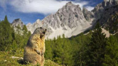 La chasse aux marmottes a rouvert : les petits rongeurs sont-ils vraiment en danger ?