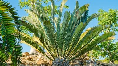 Cette plante survivante et insolite a la particularité d’être l’unique 