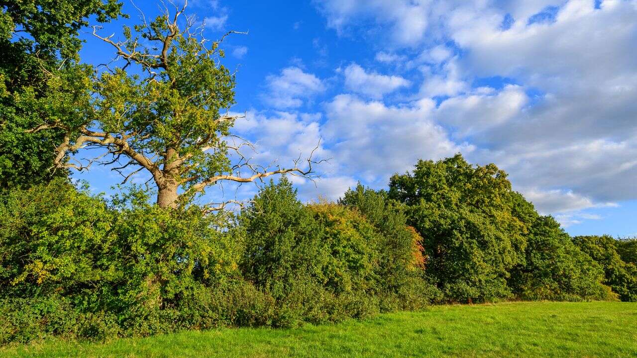 Agriculture : pourquoi ils ont décidé de replanter des arbres