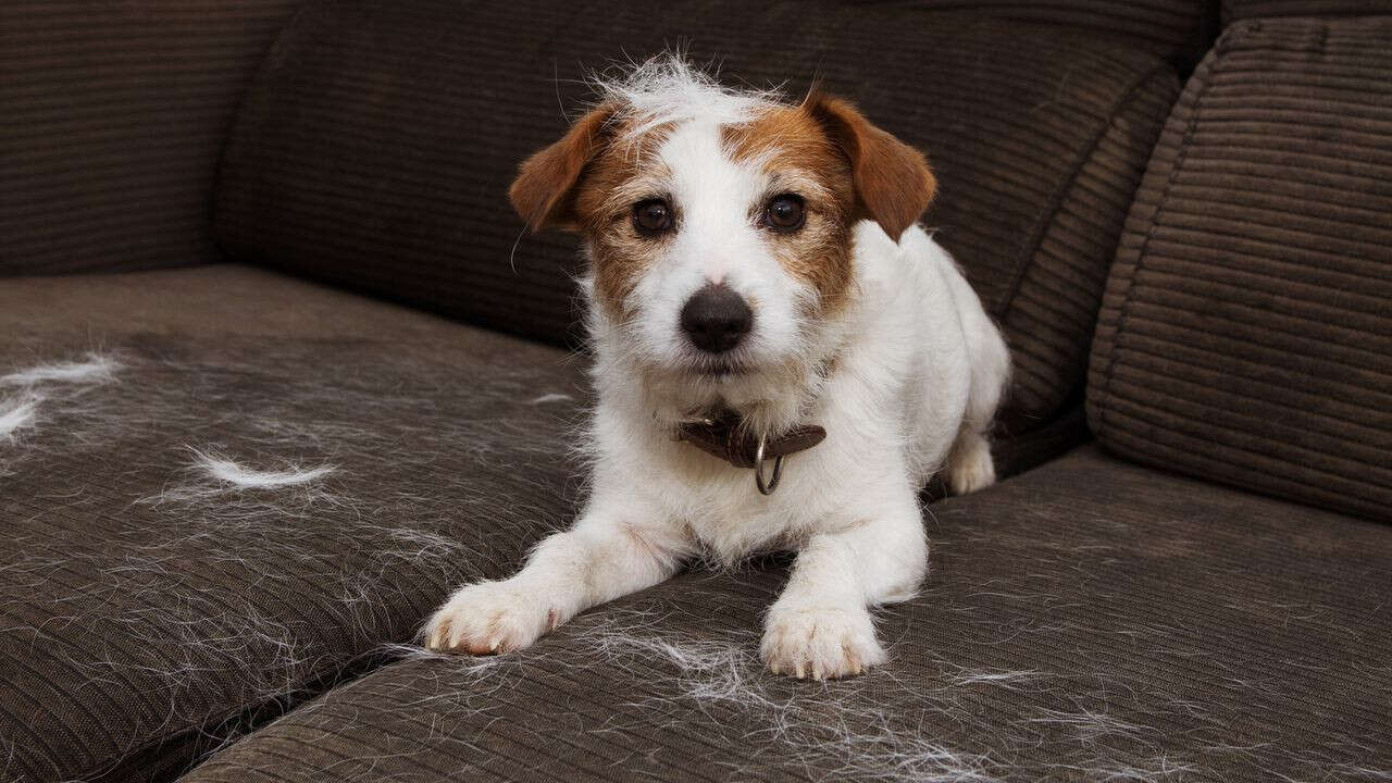 Vous ne devinerez jamais ce qu'on peut faire avec les poils de vos chiens et chats