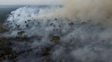 Déforestation : l'Amazonie a perdu l'équivalent de la Colombie en 40 ans