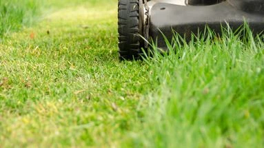 Connaissez-vous ce système de défense qui se cache derrière l’odeur de l’herbe coupée ?
