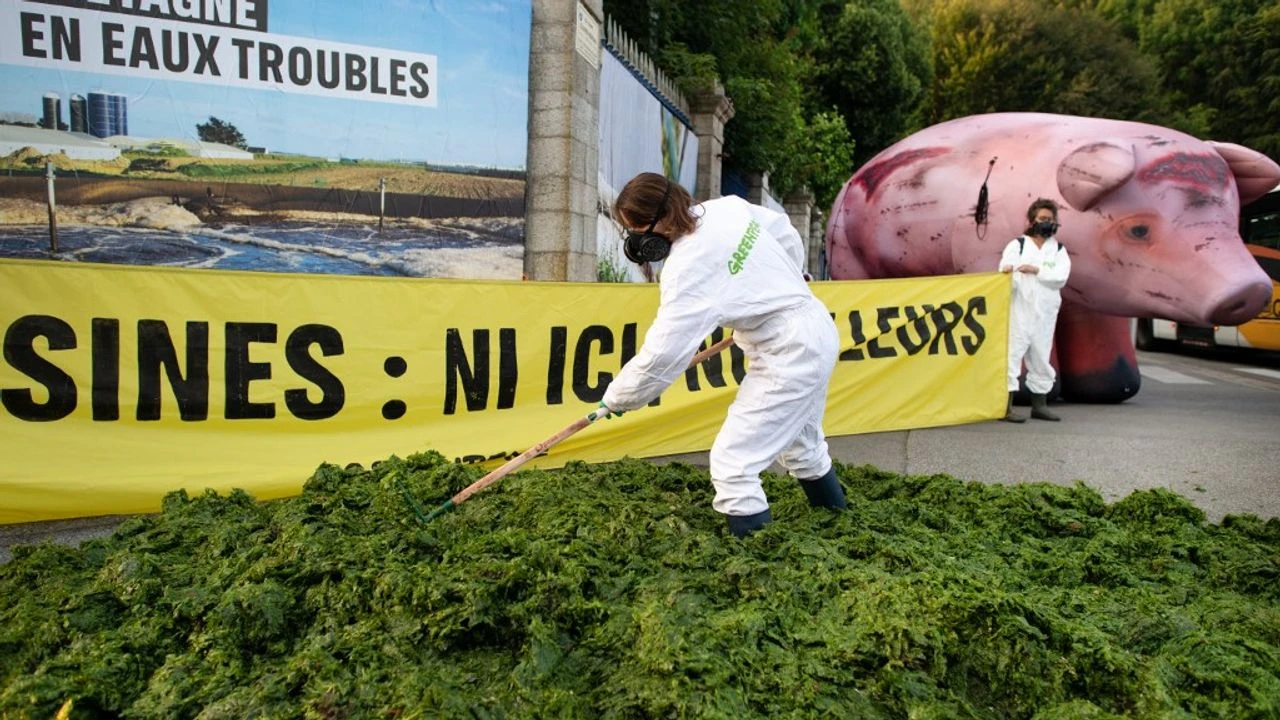 EN IMAGES - Plages polluées : Greenpeace déverse une tonne d'algues vertes devant la préfecture du Finistère