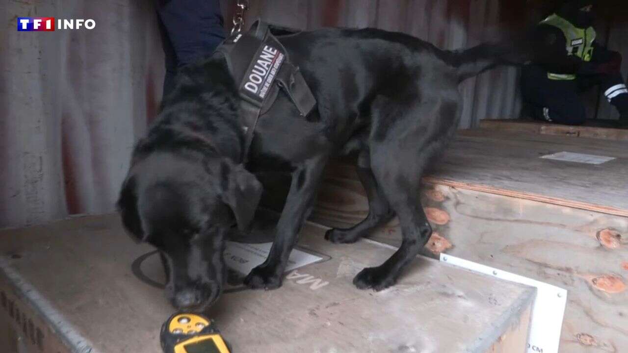 VIDÉO - Dunkerque : le port renforce sa lutte contre le trafic de drogue