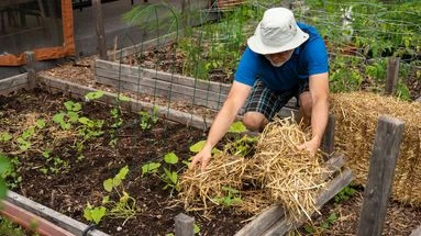 La pluie est de retour, j'ai peur pour mes fruits et légumes : les astuces que je peux mettre en place pour les sauver des maladies