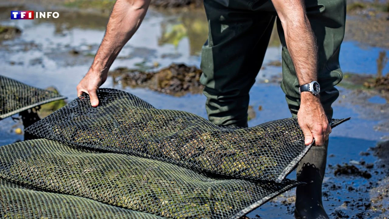 Huîtres contaminées : les travaux pour assainir le bassin d'Arcachon chiffrés à 36 millions d'euros