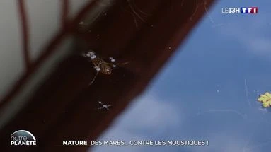 Nature : des mares... contre les moustiques !