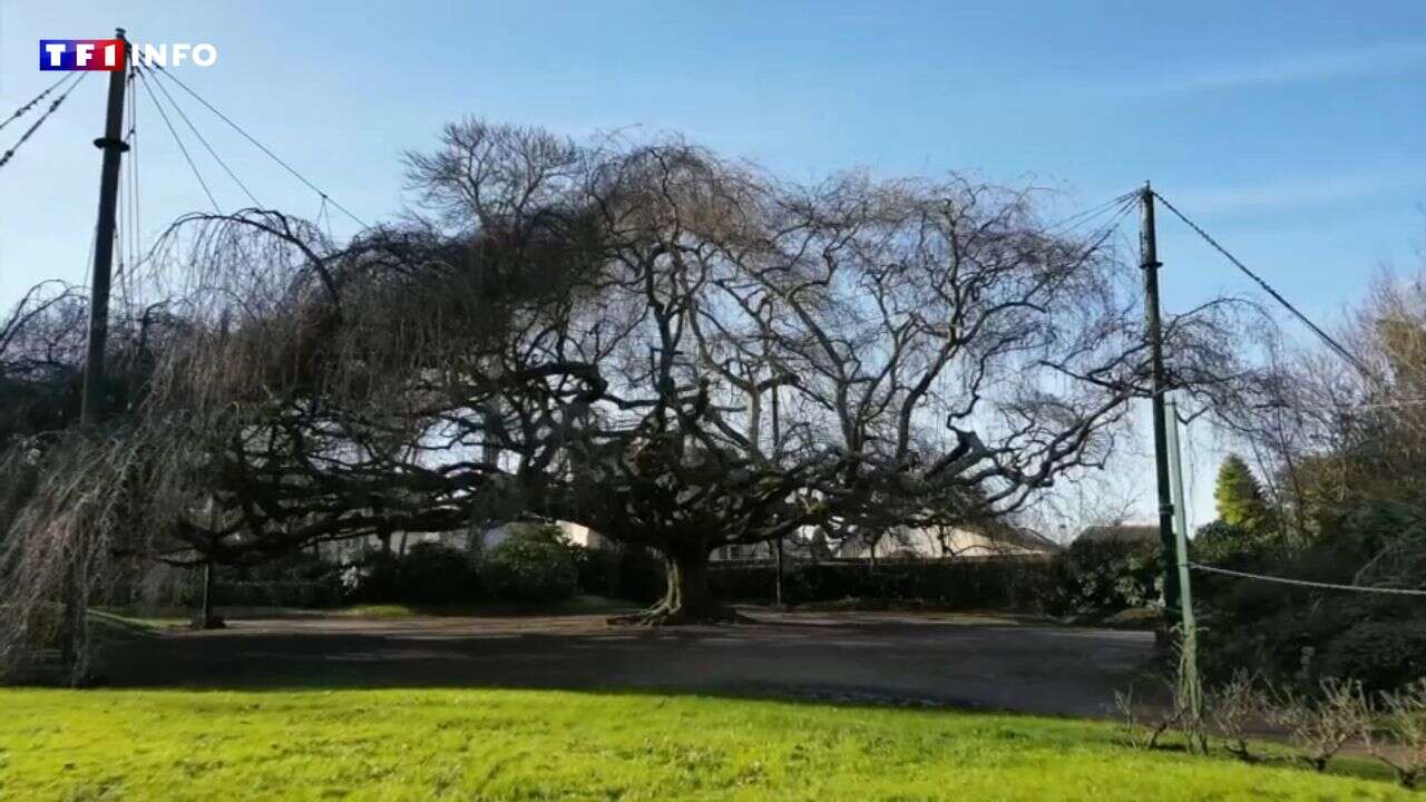 VIDÉO - Calvados : le plus bel arbre de France se trouve à Bayeux