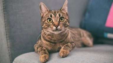 Pourquoi les chats perdent-ils leurs griffes ?