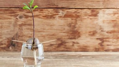 Non, vous ne récolterez (sans doute) jamais d’avocats avec un simple noyau