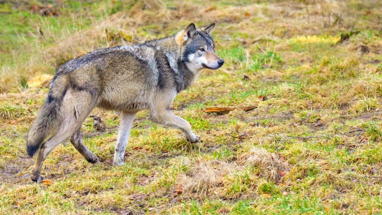 A-t-on réintroduit en France des races de loups qui n'ont jamais peuplé notre pays ?