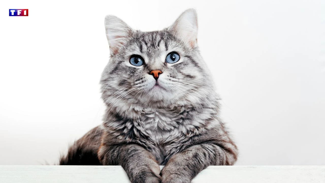 Que veut dire votre chat lorsqu’il pétrit avec ses pattes ?