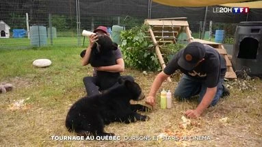 Tournage au Québec : oursons et stars de cinéma