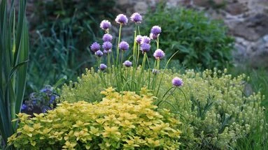 Ces trois fleurs indispensables à planter dans le potager pour éloigner les parasites de vos cultures