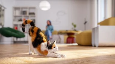 Le saviez-vous : votre chat s'étire pour plusieurs raisons